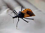 ​10 insects more lethal than snakes unveiling the tiny titans of the natural world​