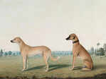 ​10 legendary animals in the history of India​