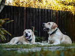 ​Why labradors make great pets and how to care for them properly​