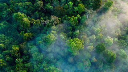“Massale wereldwijde bebossing kan decennium CO2-uitstoot neutraliseren”